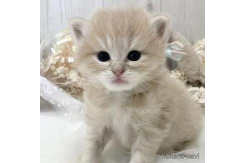 成約済の大阪府のサイベリアン-45891の14枚目